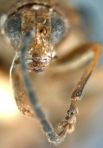 Media type: image;   Entomology 27358 Aspect: head frontal view